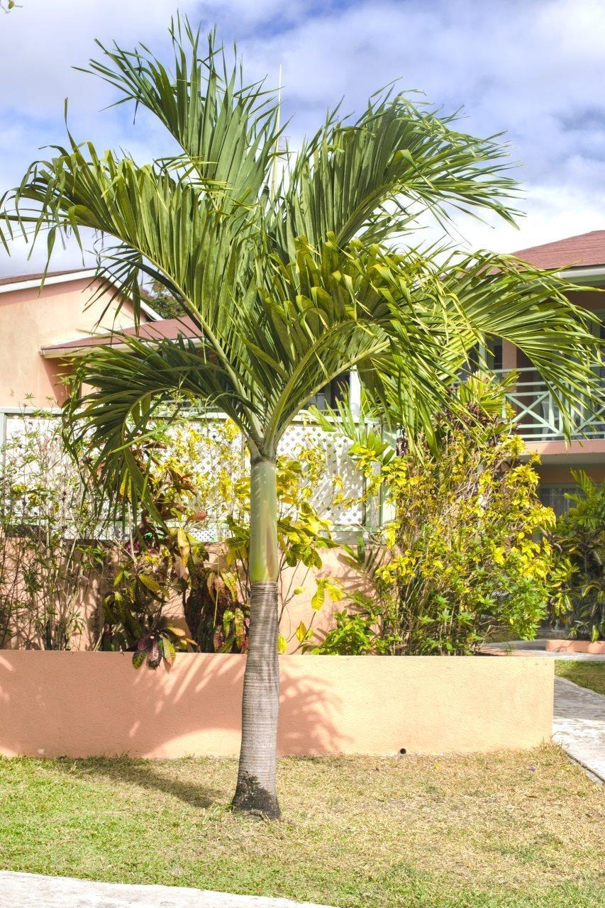 Ferienwohnung Halcyon Palm Holetown Exterior foto